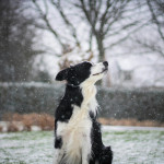 border-collie-snowfall A black-and-white Border Collie sitting outdoors in a snowy garden, tilting its head upward to catch falling snowflakes. The serene winter backdrop enhances the dog's joyful expression.