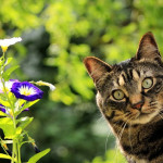 curious-tabby-cat-with-flowers A tabby cat looking at the camera with vibrant purple and white flowers in the foreground.