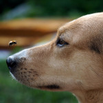 dog-and-bee-close-up-thumbnail A close-up of a dog curiously watching a bee flying near its nose.