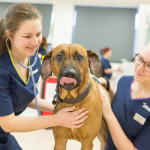 vet-nurses-checking-dog-in-clinic Two veterinary nurses examining a large dog during a health check-up, with one listening to the dog's heartbeat using a stethoscope.