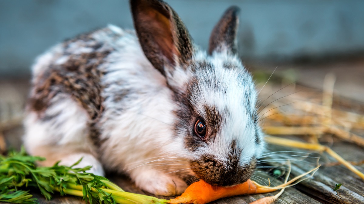 rabbit-eating-carrot Spotted rabbit nibbling on a fresh carrot on a wooden surface.