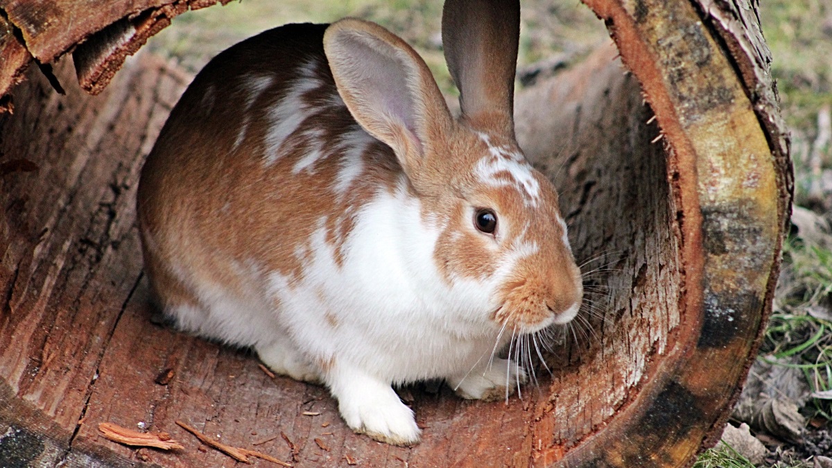 rabbit-in-hollow-log Brown and white rabbit resting inside a hollow tree log
