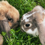 two-rabbits-on-grass Two lop-eared rabbits nose-to-nose while grazing on grass.