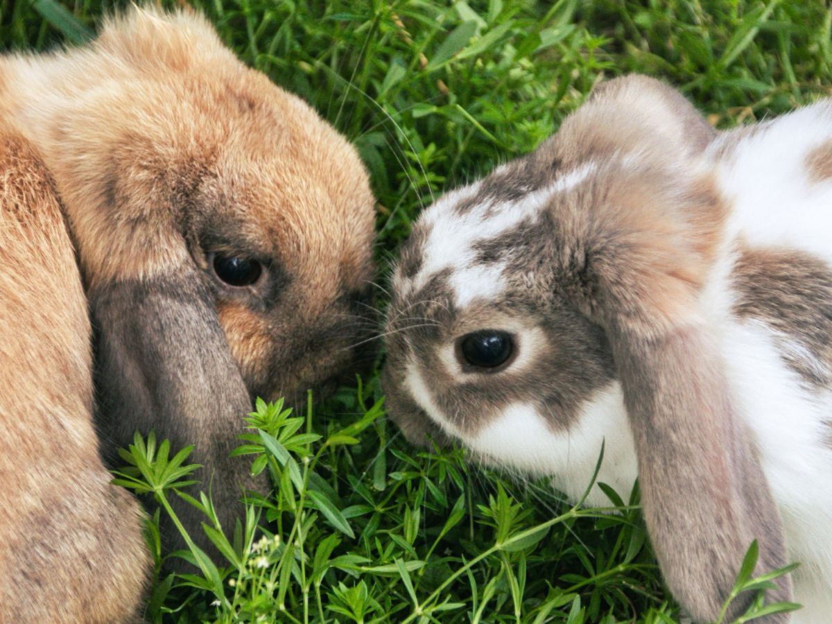 Two lop-eared rabbits nose-to-nose while grazing on grass.