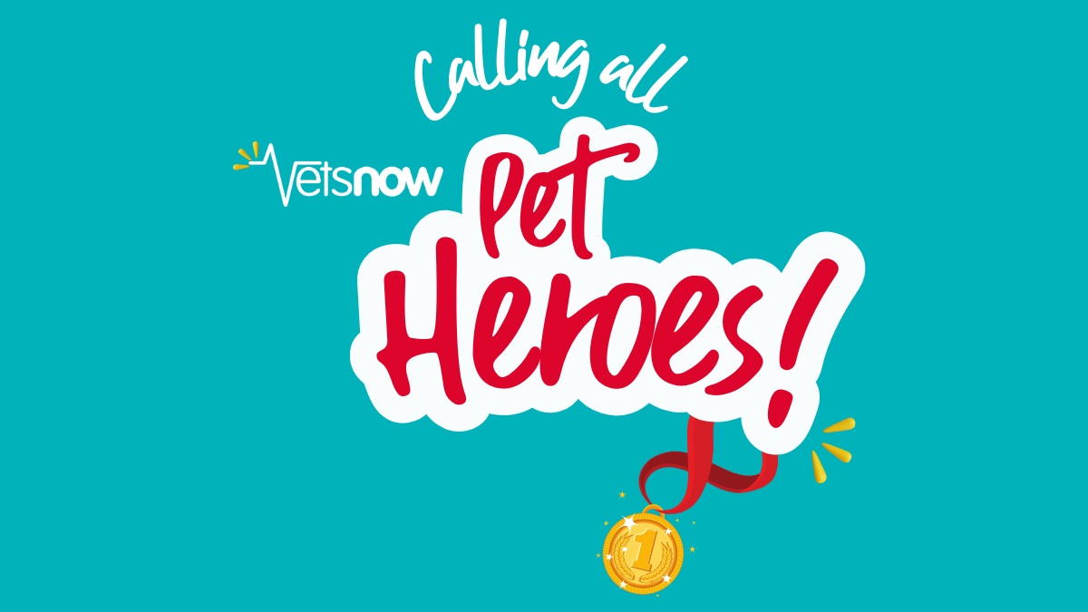 Graphic promoting the Vets Now Pet Heroes campaign, with bold red and white lettering on a teal background and a gold medal illustration.