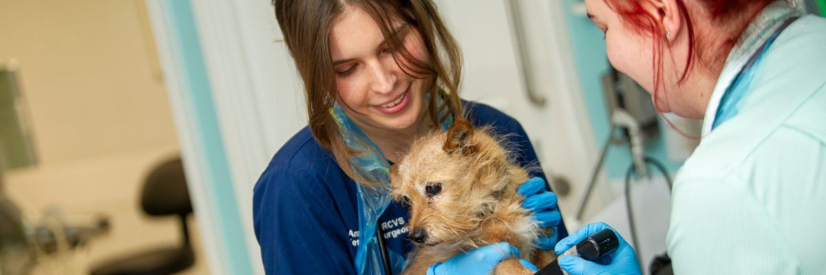 vets-now-vets-caring-for-small-dog Two veterinary professionals gently caring for a small scruffy dog in a clinical setting, with one vet holding the dog and the other using a diagnostic tool.