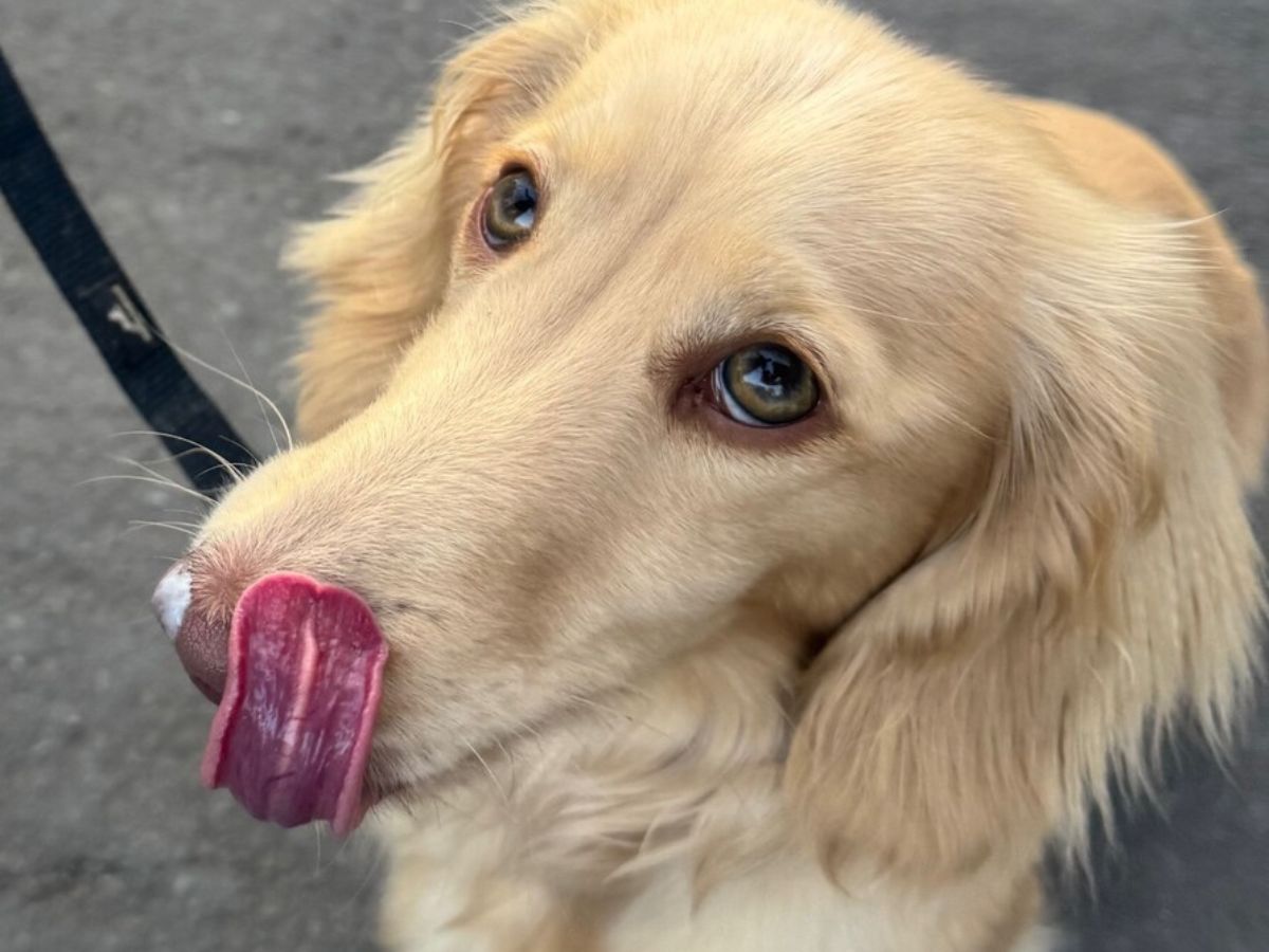 bowie-licking-nose Miniature Dachshund licking nose while out for a walk on lead