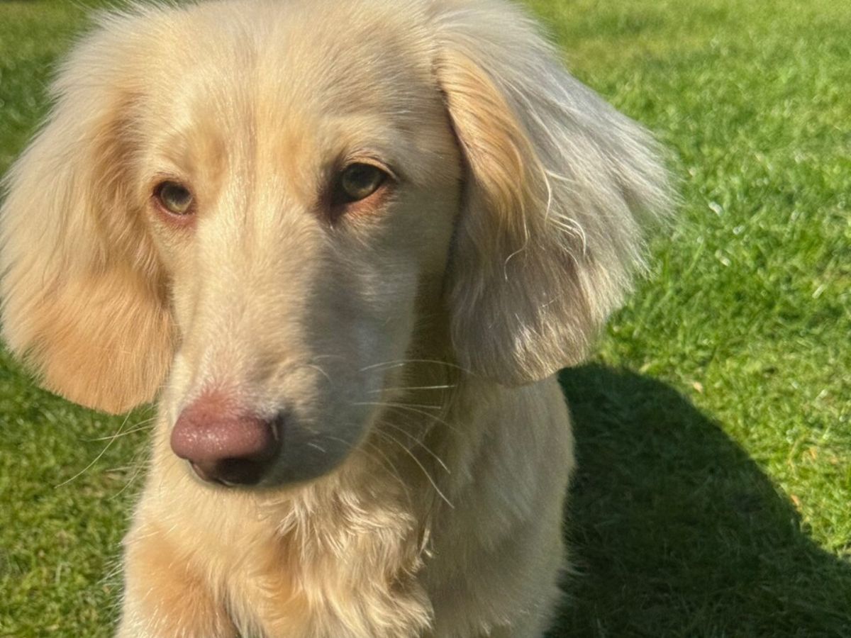 bowie-sitting-on-grass Miniature Dachshund sitting on grass in the sun with floppy ears
