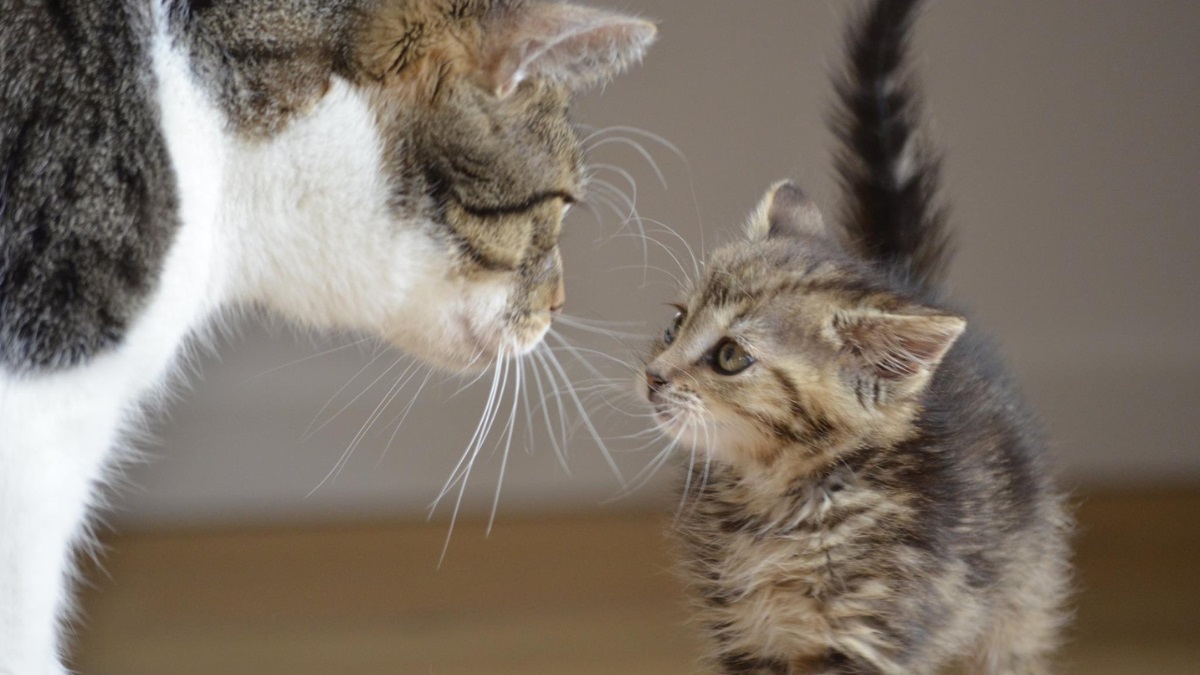 kitten-meeting-adult-cat Small tabby kitten curiously looking up at an adult cat indoors.