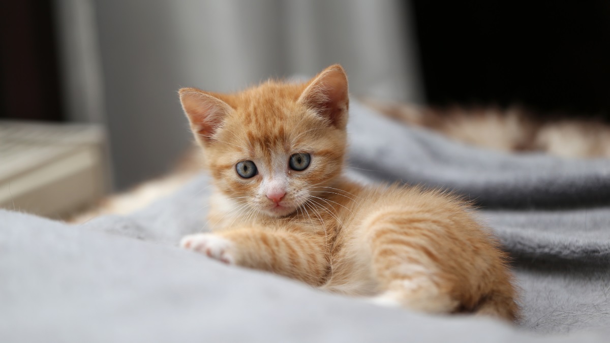 kitten-resting-on-blanket Ginger kitten resting on a soft grey blanket, looking at the camera.