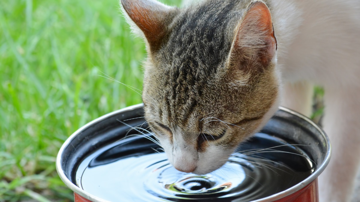 cat-drinking-from-metal-bowl-outdoors A short-haired cat drinking water from a reflective metal bowl on a grassy lawn, captured in bright natural light.