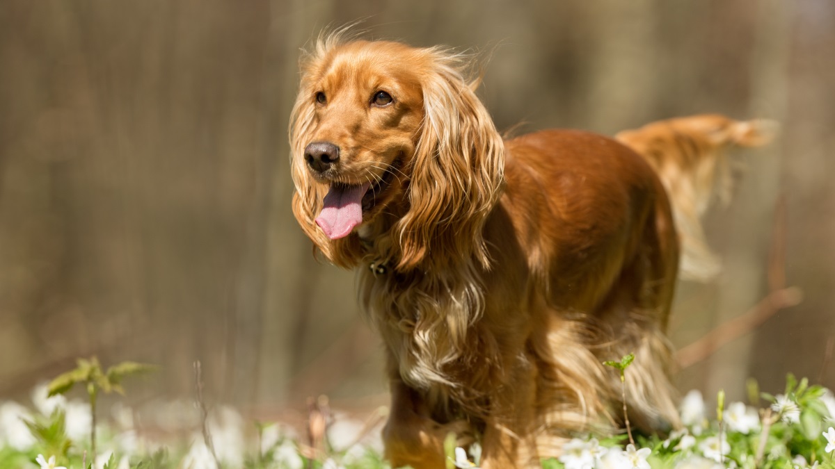 cocker-spaniel-woods-summer Cocker spaniel with tongue out walking through a woodland area