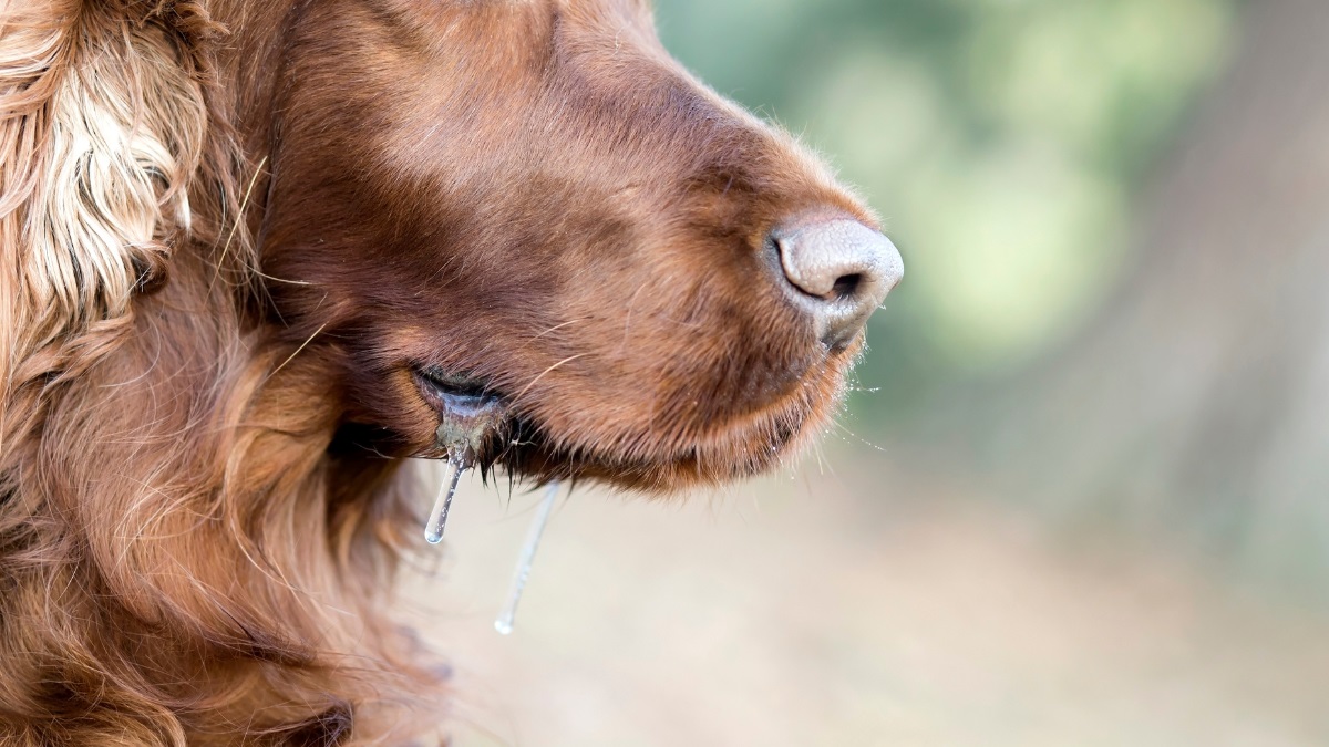 dog_drooling A close-up of a brown dog’s muzzle with drool hanging from its lips, showcasing the fine texture of its fur and soft lighting in the background.