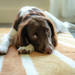 A spaniel with a soft brown-and-white coat lies stretched out on a patterned indoor rug, gazing upward with a calm, expressive face.