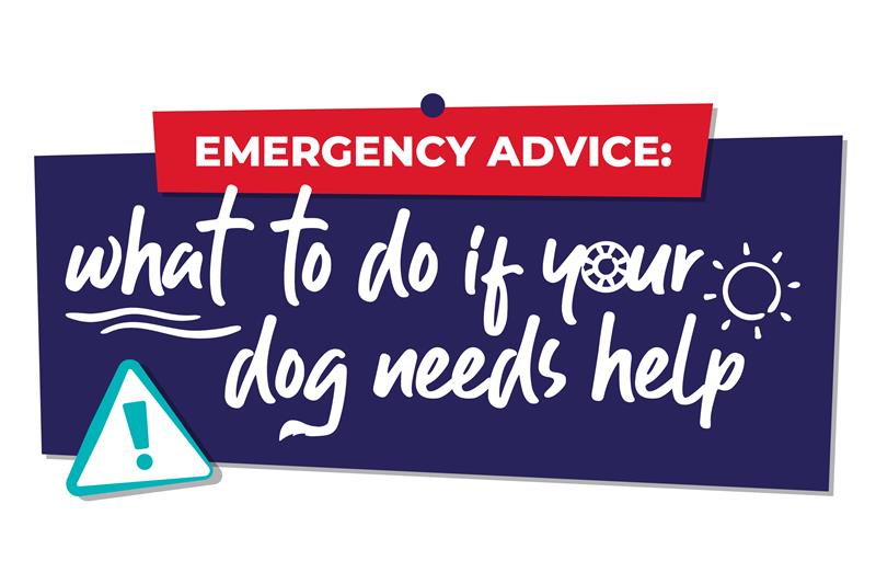 emergency-advice-what-to-do-if-your-dog-needs-help Illustrated graphic reading