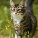 A fluffy tabby cat with a white chest standing alert in a green garden, surrounded by wildflowers and tall grass.