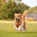 Golden retriever running energetically across a green field on a sunny day