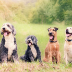 A group of five dogs of different breeds sitting together on grass in a sunny outdoor field