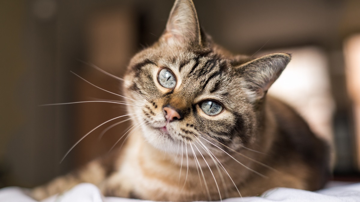 tabby-cat-curious-expression-closeup Close-up of a tabby cat with blue eyes tilting its head in curiosity, set against a softly blurred indoor background.