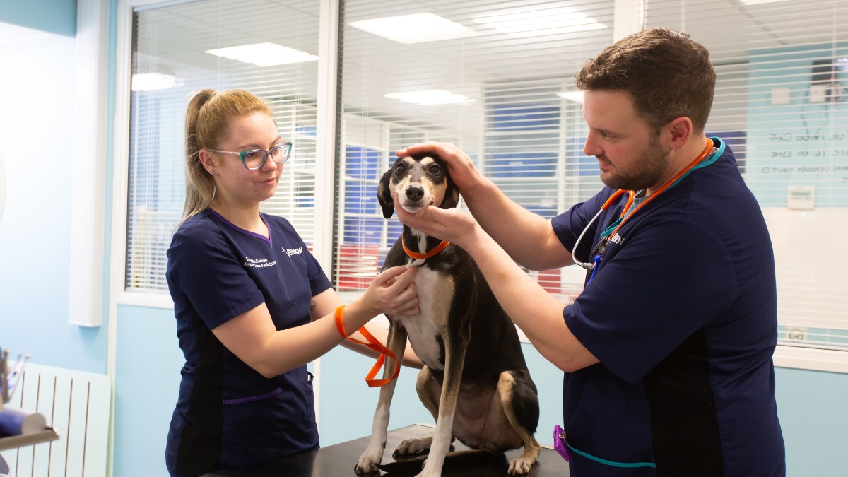 veterinary-team-examining-dog Two veterinary professionals gently examining a dog on an exam table in a modern clinic