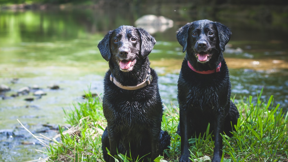 wet-black-labradors-by-river Two wet black Labradors sitting by a riverside after a swim