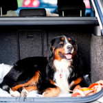 Bernese Mountain Dog lying comfortably in the boot of a car, ready for travel or a road trip