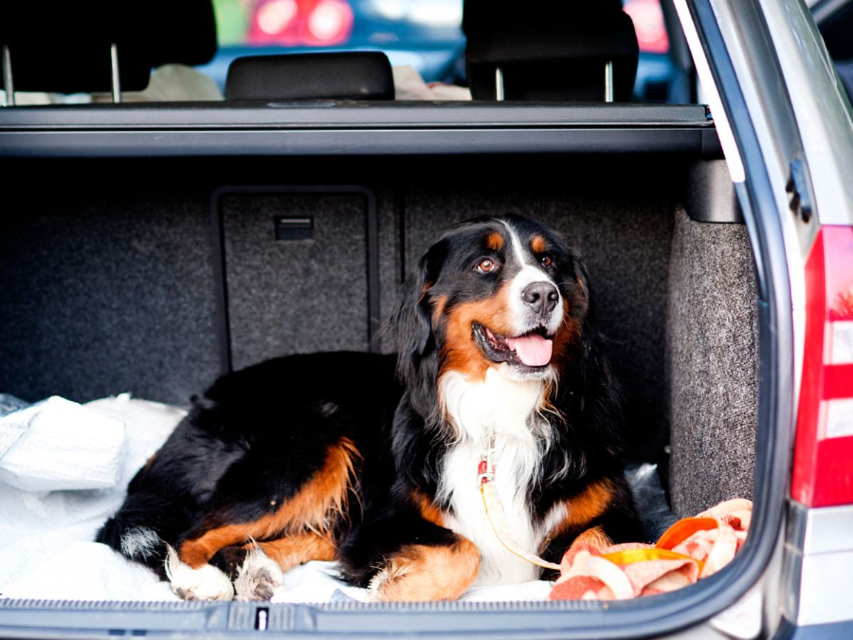 bernese-mountain-dog-car-boot-travel Bernese Mountain Dog lying comfortably in the boot of a car, ready for travel or a road trip