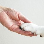 Close-up of a human hand gently holding a dog’s paw, symbolising trust and companionship