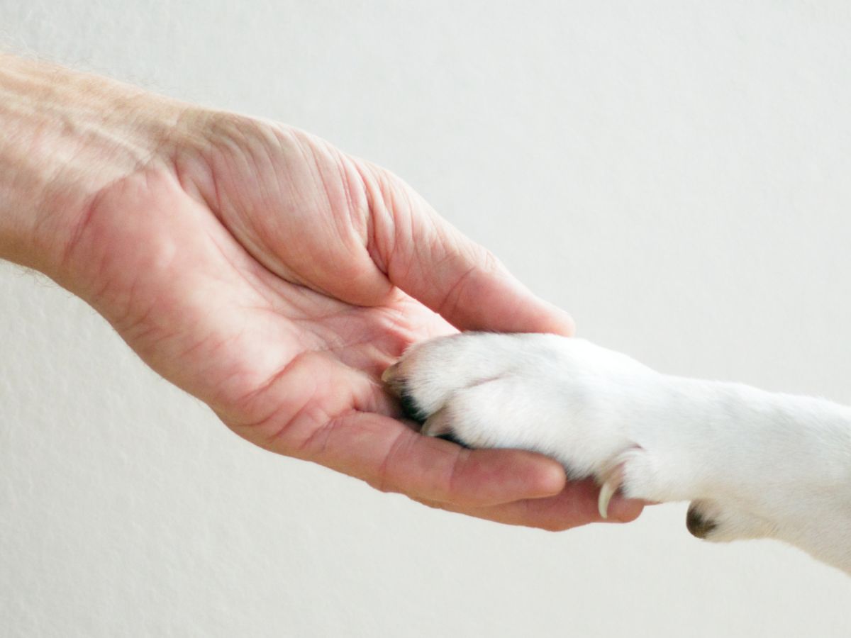 dog-human-hand-paw-contact Close-up of a human hand gently holding a dog’s paw, symbolising trust and companionship