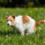 Small brown and white terrier pooping on grass, a common sign used to monitor dog health