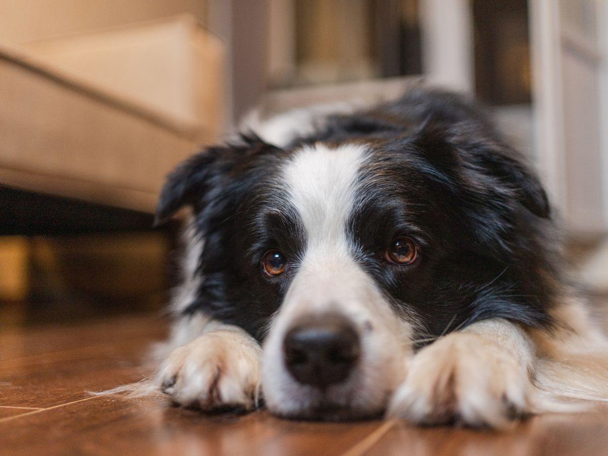 Black and white Border Collie lying on a wooden floor looking sad and tired