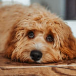 Light brown Cockapoo lying on the floor with a sad, soulful expression.