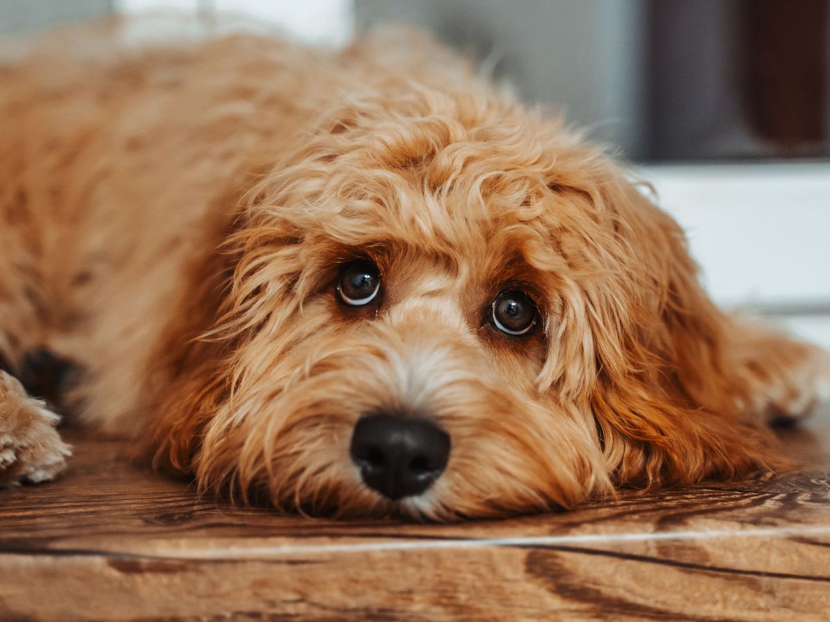 Light brown Cockapoo lying on the floor with a sad, soulful expression.