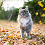 Long-haired grey cat standing in a garden covered with autumn leaves.