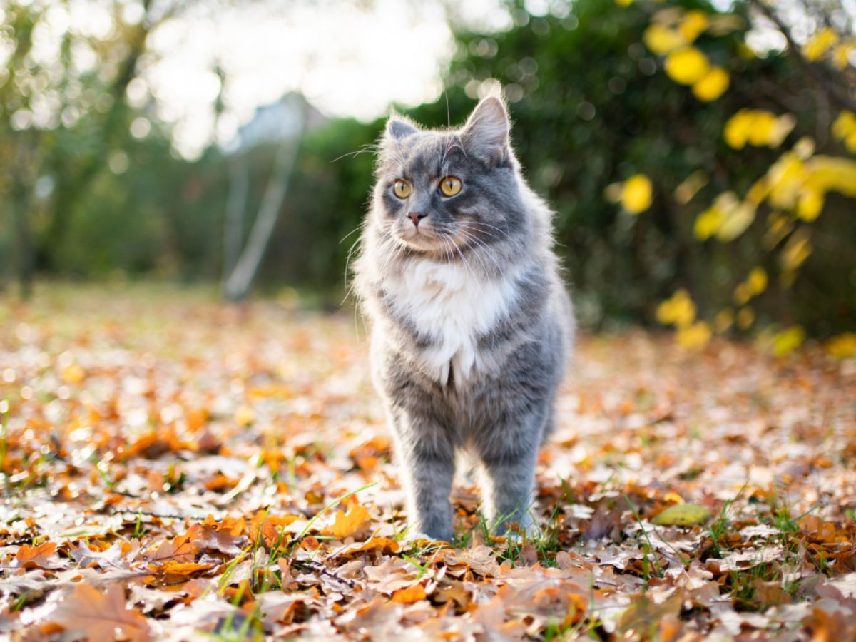 autumn-cat-in-garden_preview Long-haired grey cat standing in a garden covered with autumn leaves.