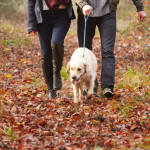 Couple walking their golden retriever through autumn leaves on a forest path.