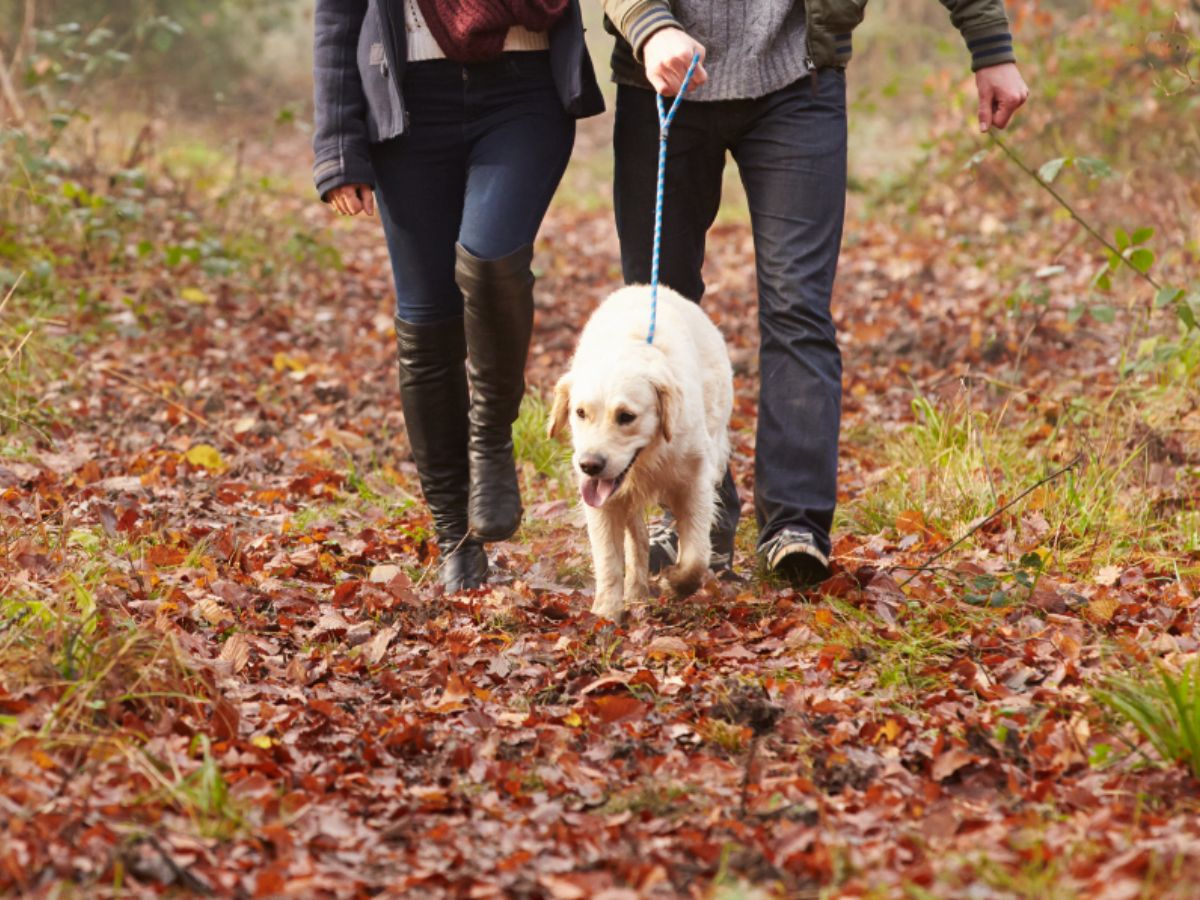 autumn-dog-walk-forest_preview Couple walking their golden retriever through autumn leaves on a forest path.