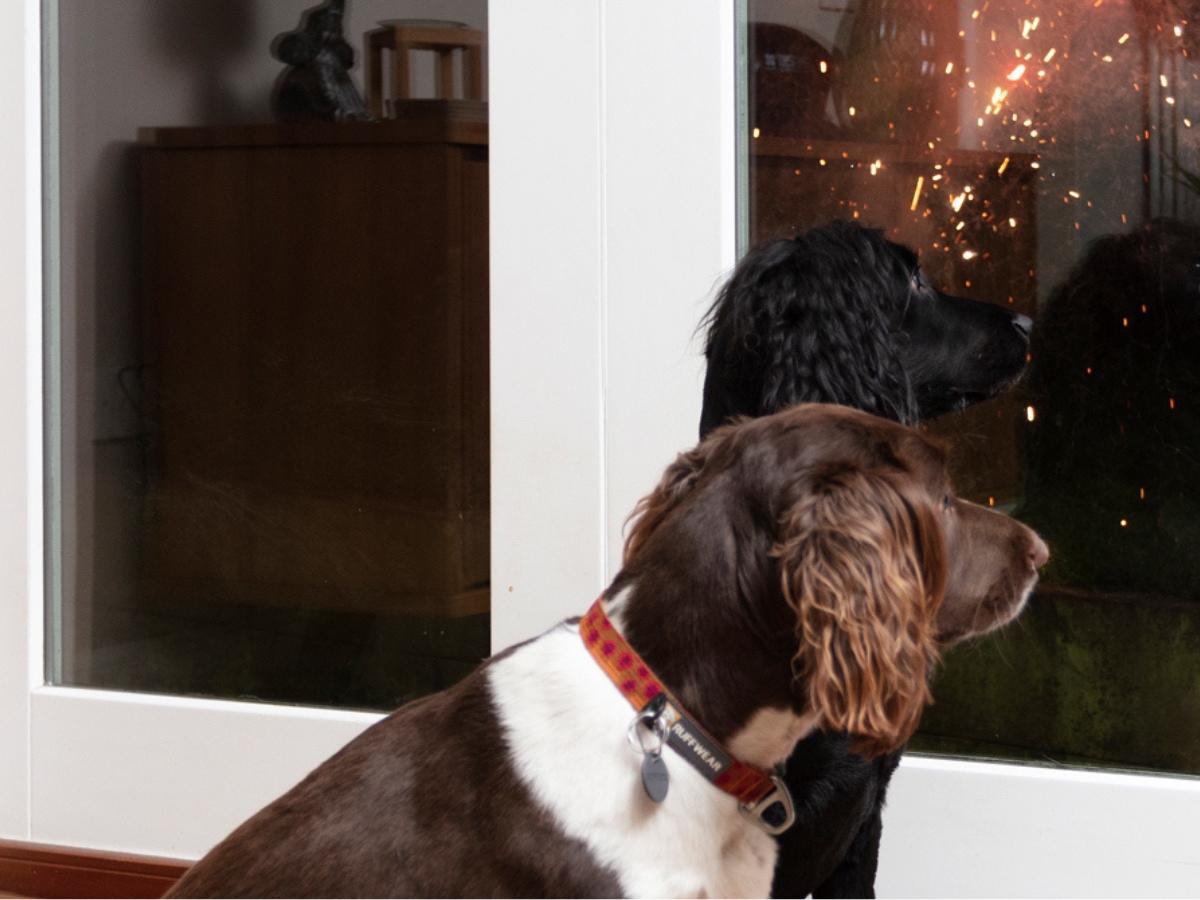 dogs-watching-fireworks-through-window Two dogs watching fireworks through a glass door, appearing alert and anxious.
