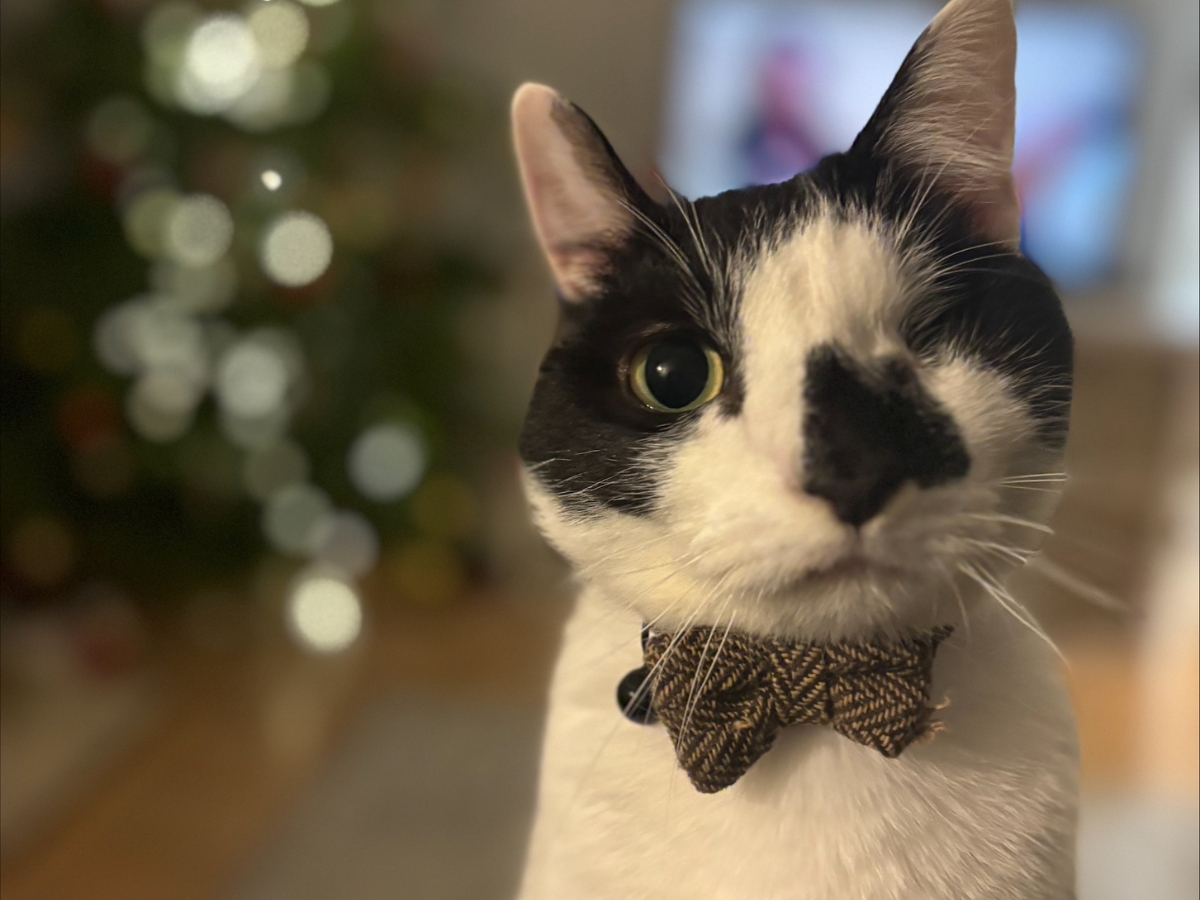 gus-cat-closeup-bowtie Close-up of Gus the one-eyed cat wearing a herringbone bow tie, with Christmas lights in the background.