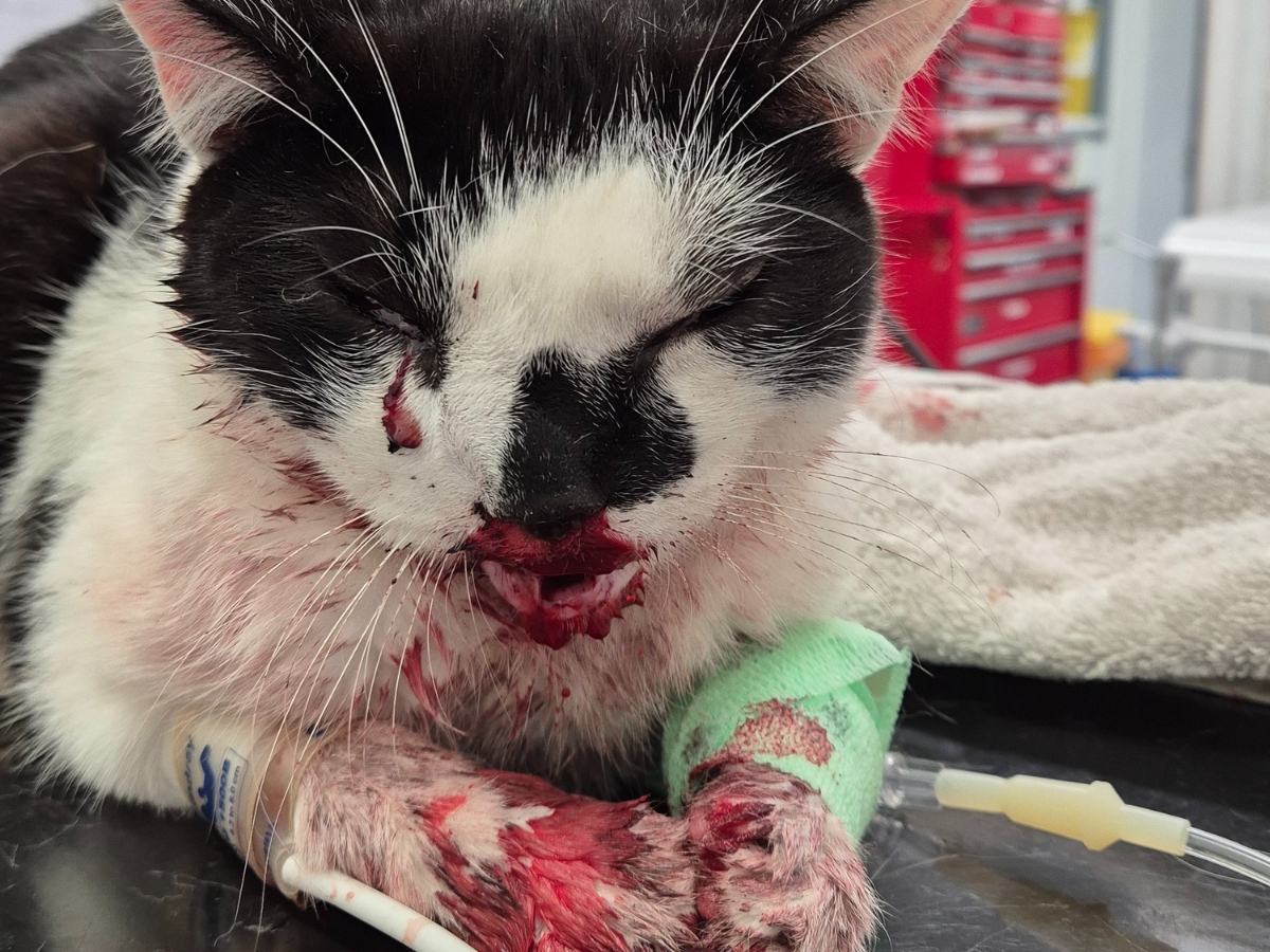 gus-cat-emergency-treatment Gus the cat receiving emergency treatment, with bloodied face and paw after an accident