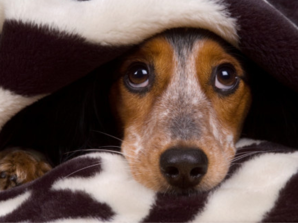 nervous-dog-under-blanket Dog peeking out from under a thick blanket, looking nervous or frightened.