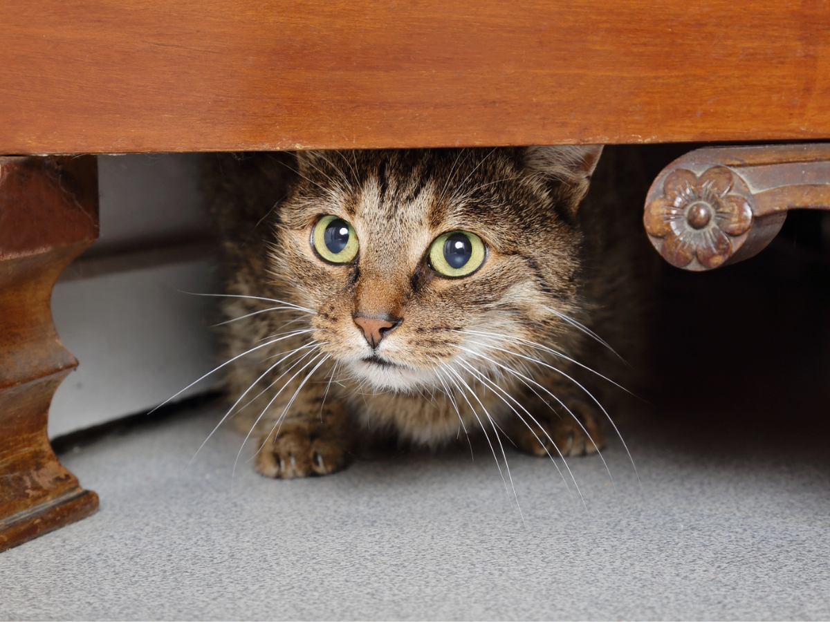 scared-cat-hiding-under-furniture Tabby cat hiding under a wooden cabinet, appearing anxious or scared