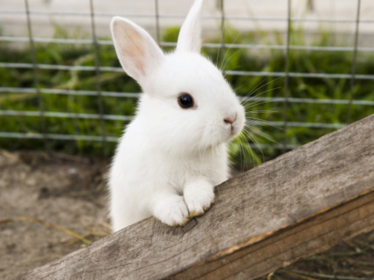 white-rabbit-in-enclosure White rabbit standing on a wooden ramp inside a wired outdoor enclosure
