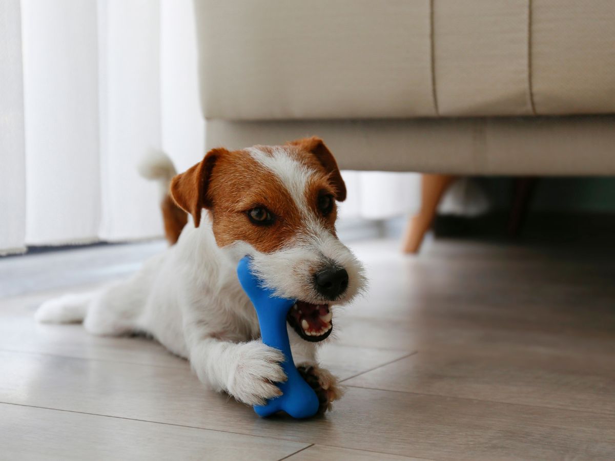 Jack Russell terrier lying on a wooden floor, chewing on a blue rubber dog toy.