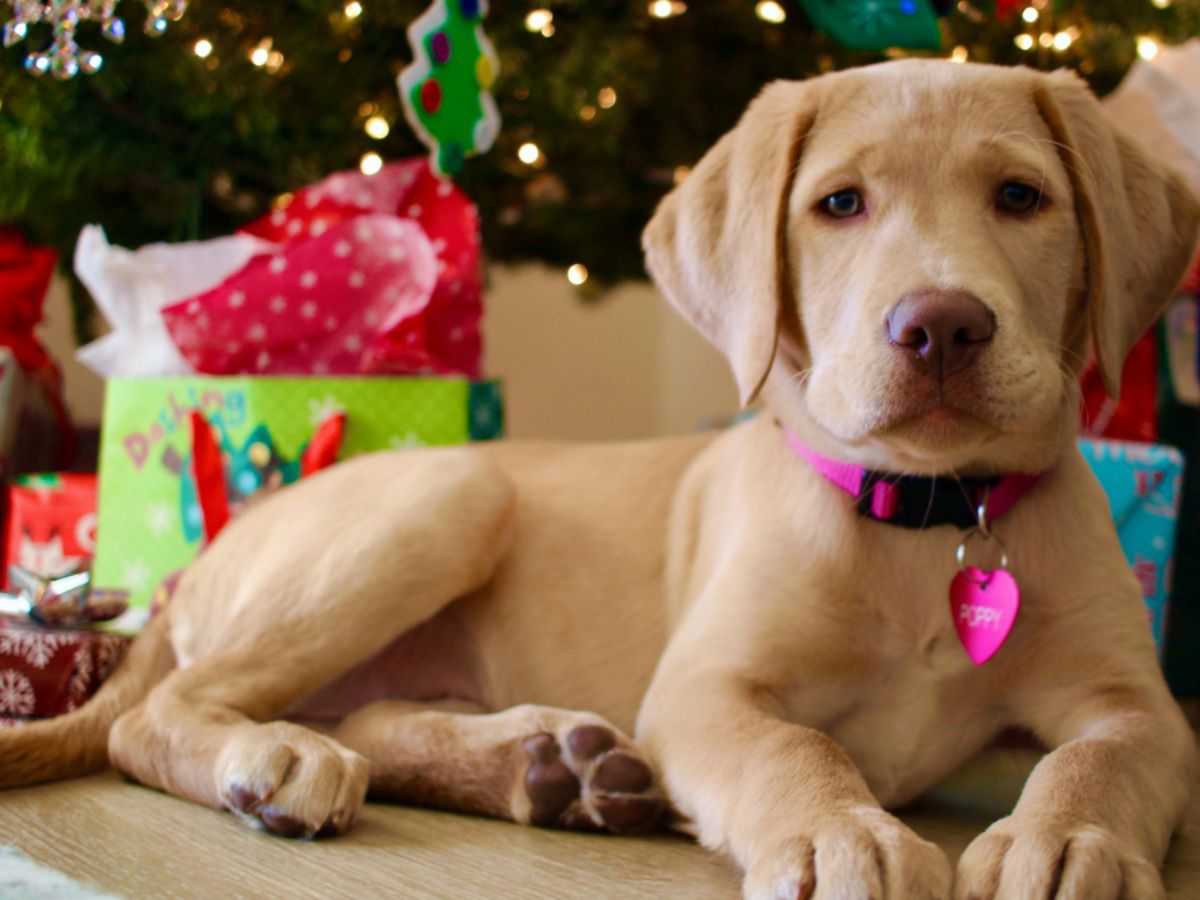 Labrador puppy named Poppy lying under a decorated Christmas tree with presents in the background