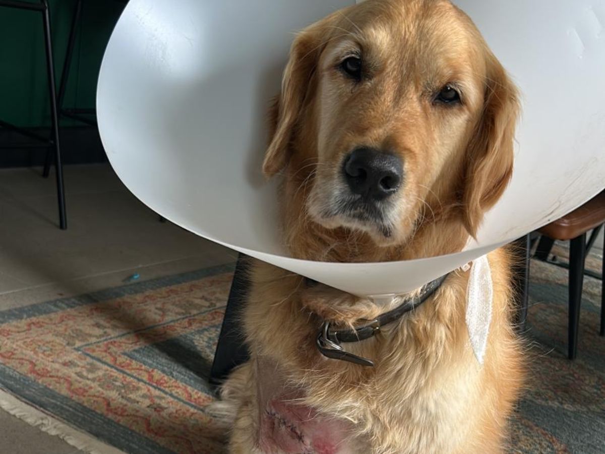 Buzo the golden retriever wearing a cone