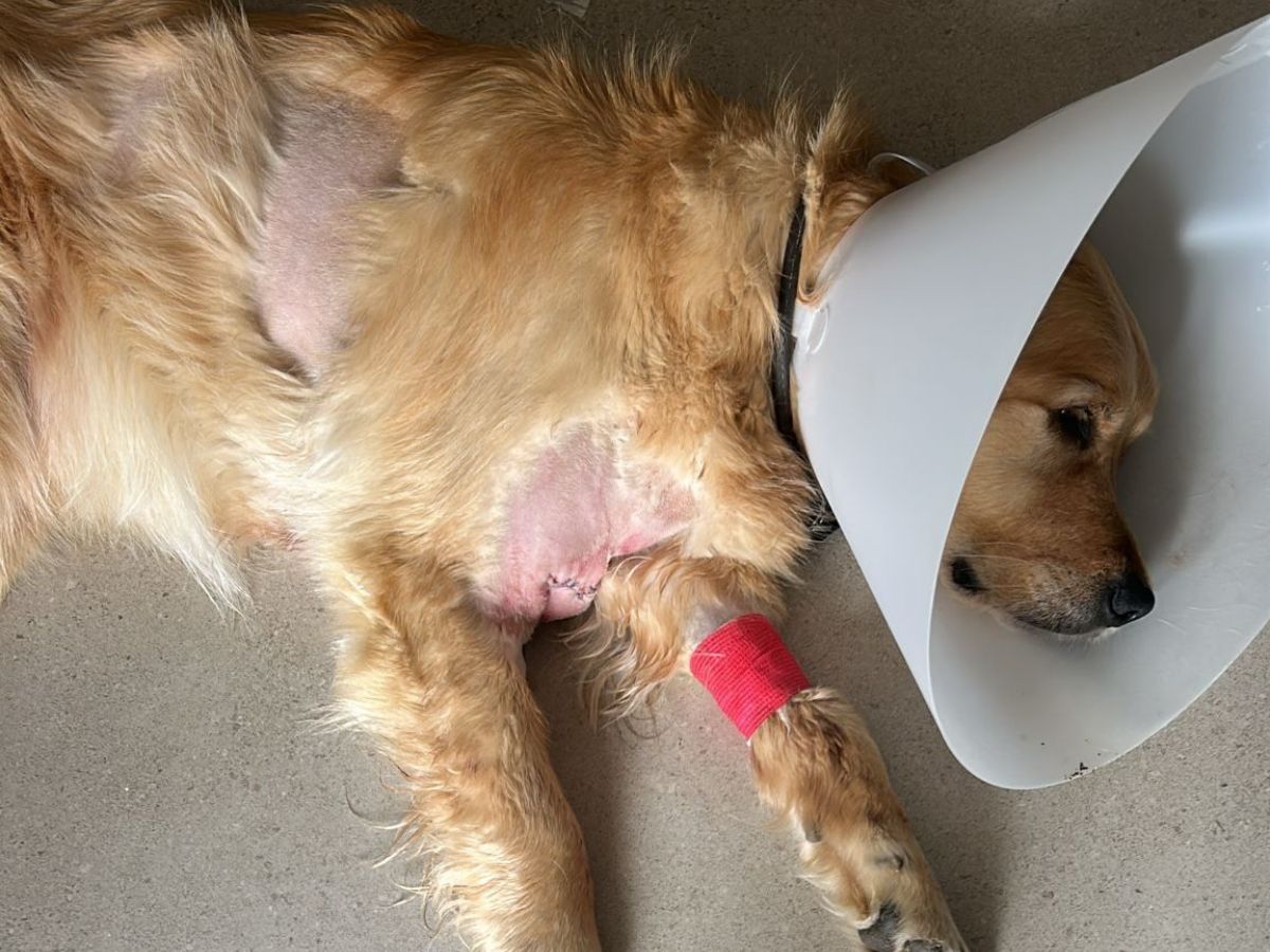 Buzo the golden retriever wearing a cone