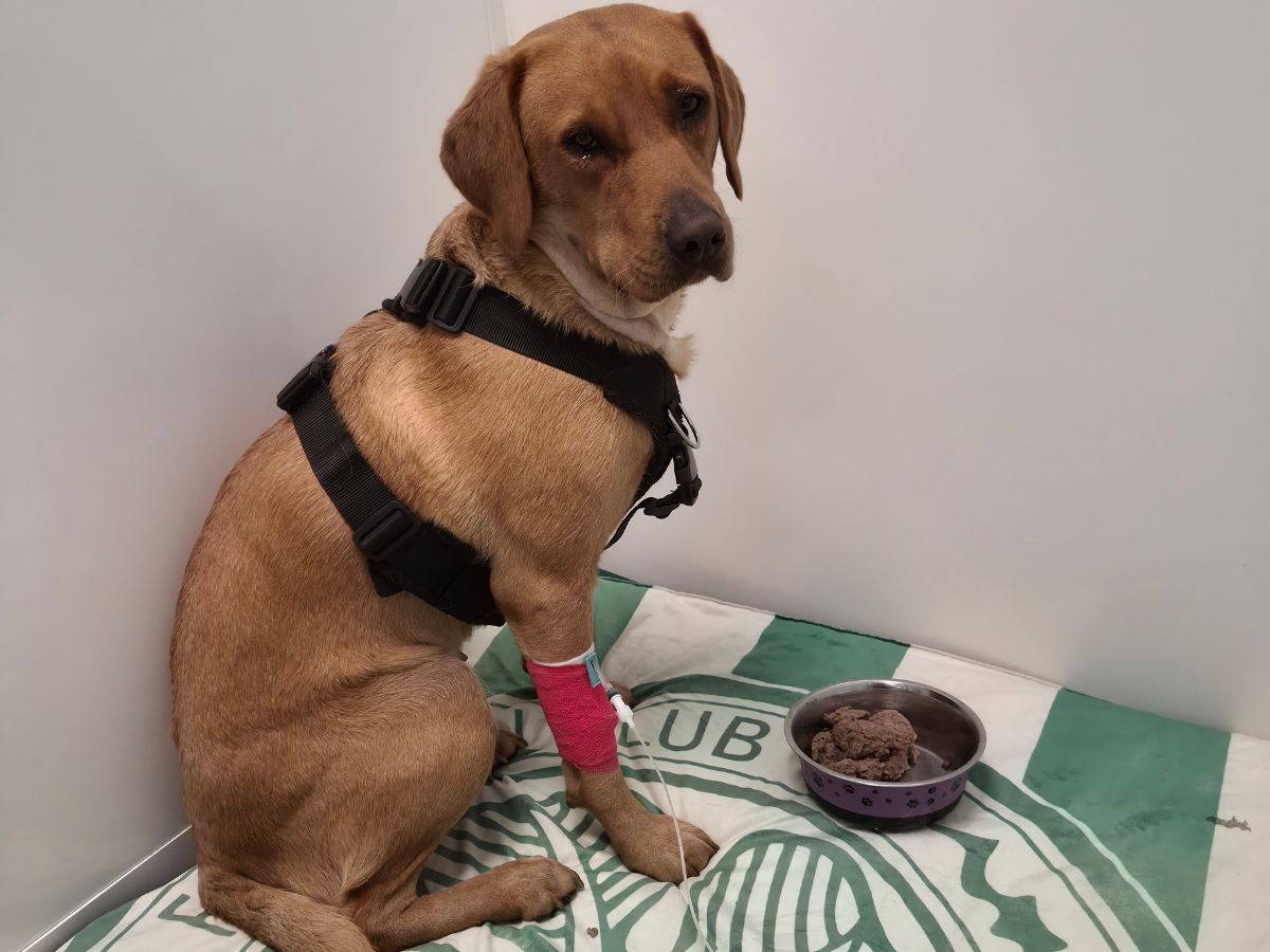 Labrador named Nala sitting on a veterinary blanket with a pink bandage on her front leg, next to a bowl of food