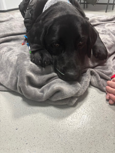 Black dog lying down on a blanket