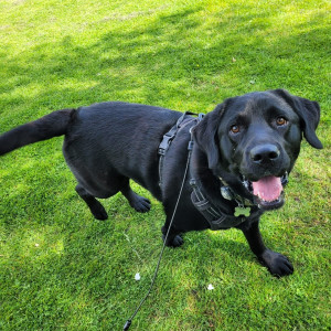 Black Labrador on a grass